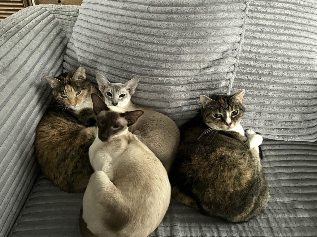 alle vier de katten op de bank