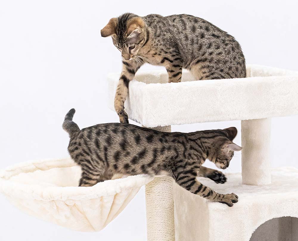 twee katten op een petrebels creme krabpaal