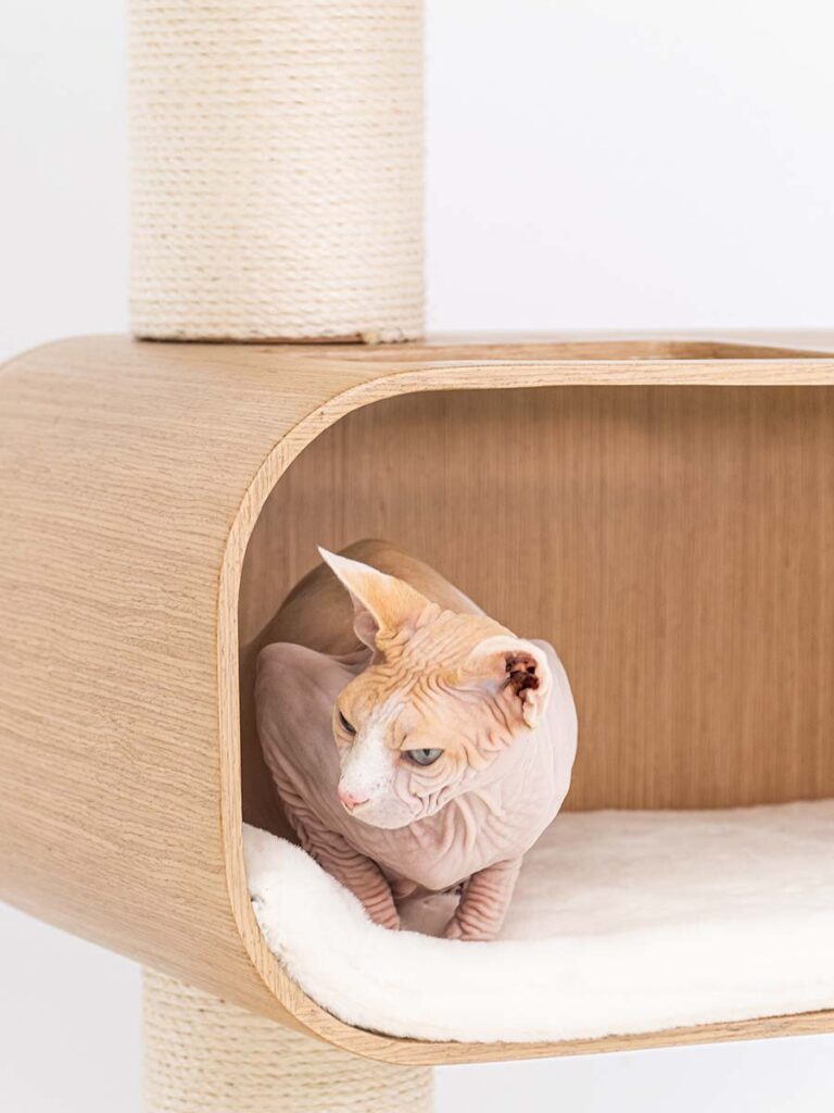 sphynx op krabpaal