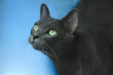 Korat Kat