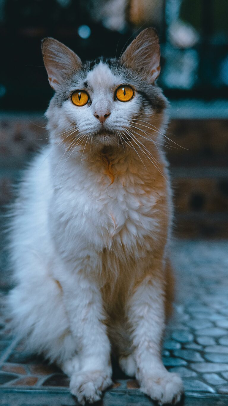 LaPerm kat