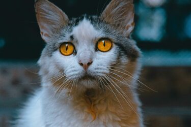LaPerm kat