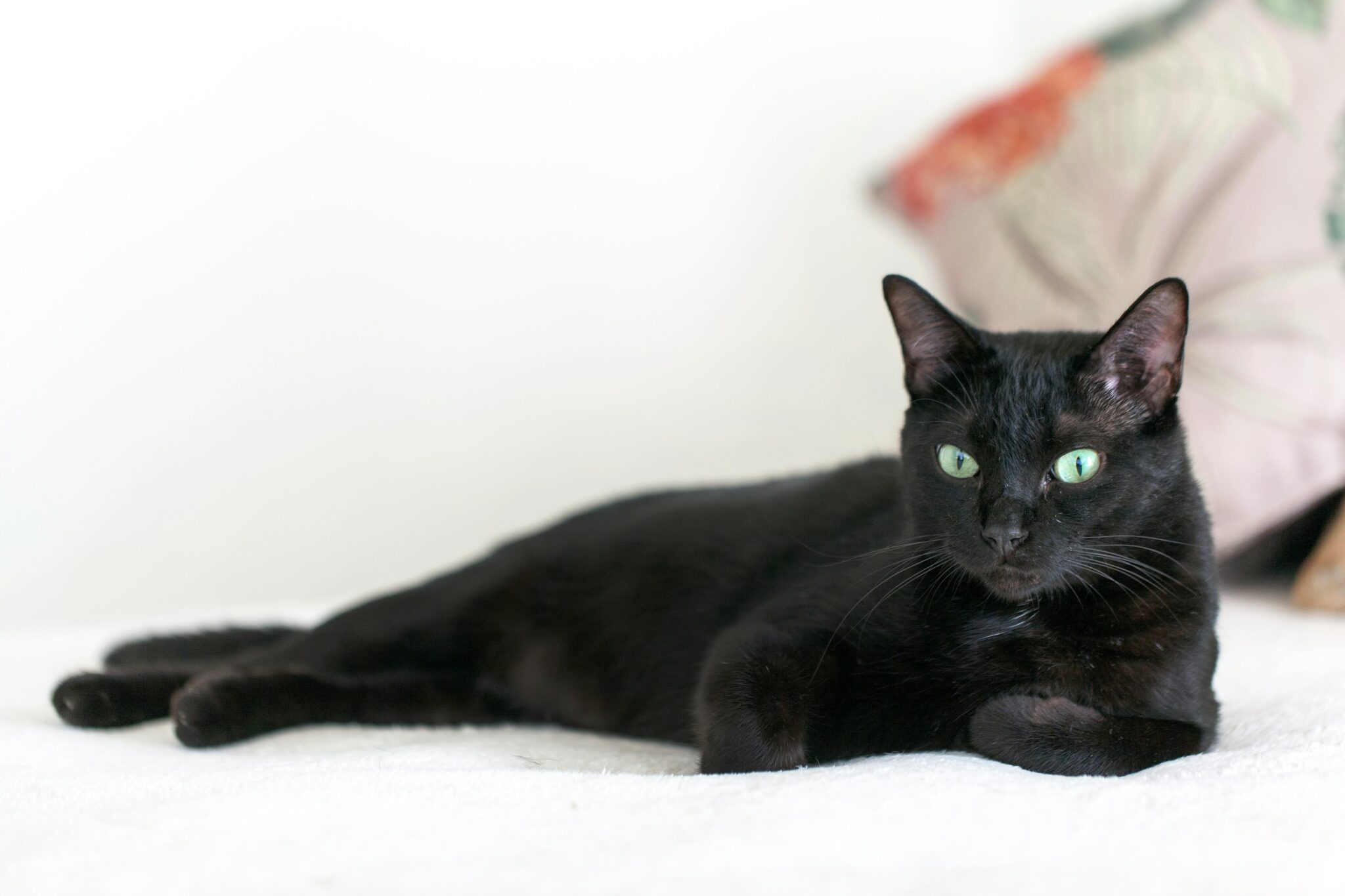 Negen, zeven? Hoeveel levens heeft een kat echt? | Petrebels