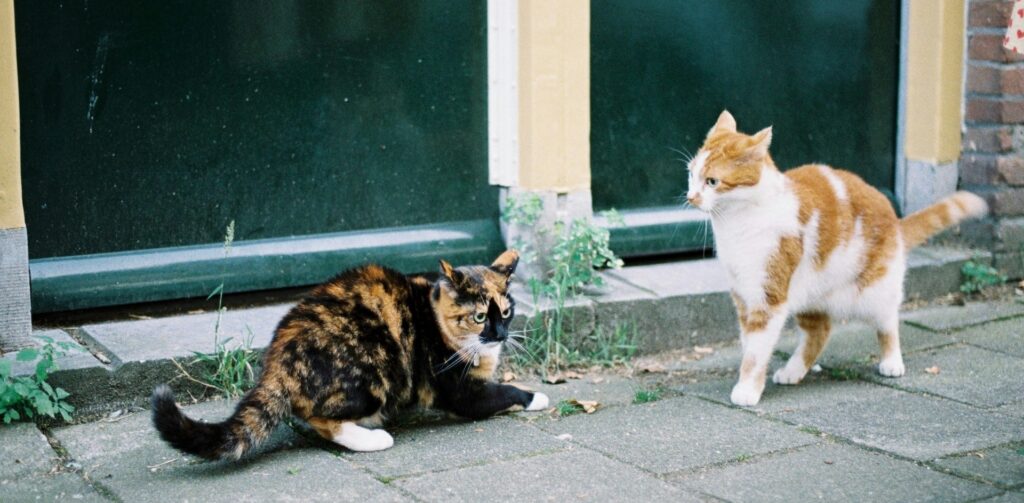 Een rode kat en een schildpad kat hebben ruzie met elkaar