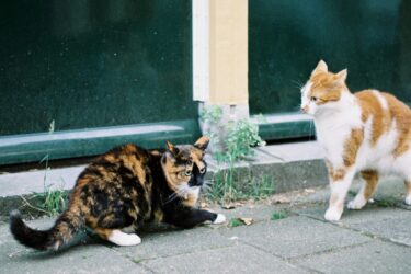 Een rode kat en een schildpad kat hebben ruzie met elkaar
