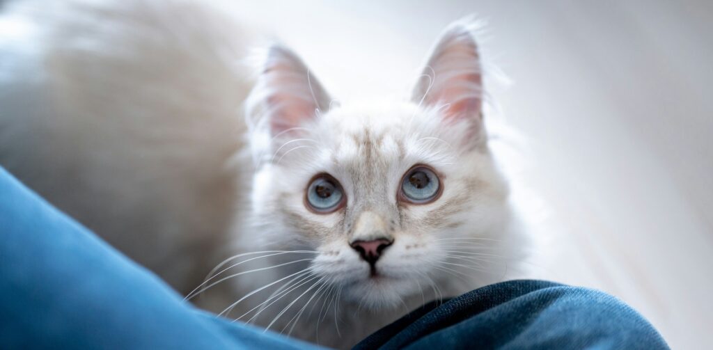 Witte kat met halflange vacht en blauwe ogen en gespitste oren kijkt op naar baas.
