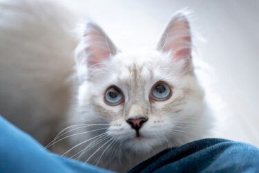 Witte kat met halflange vacht en blauwe ogen en grote oren kijkt op naar baas.
