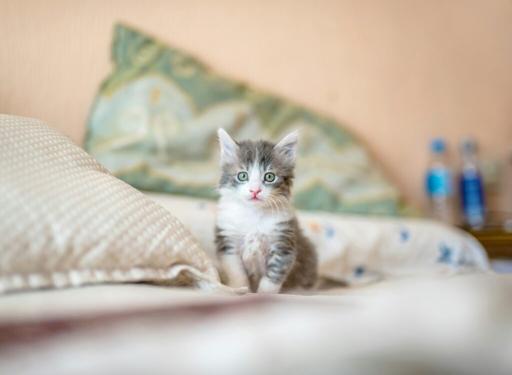 kitten kijkt in camera