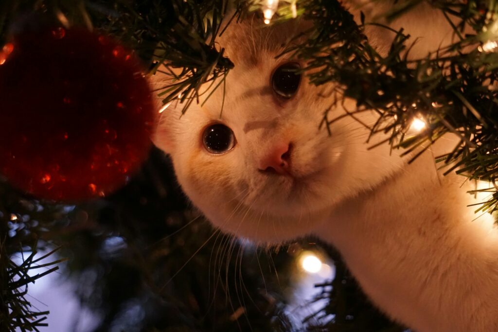 kat in de kerstboom