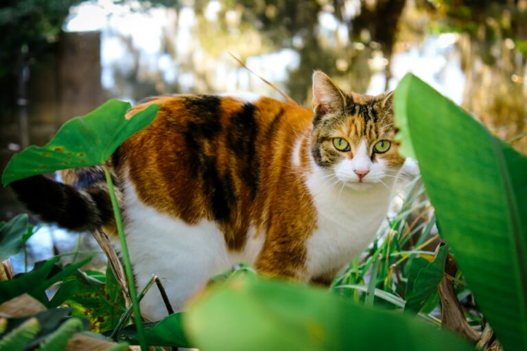 Wanneer kan ik mijn kat of kitten naar buiten laten?