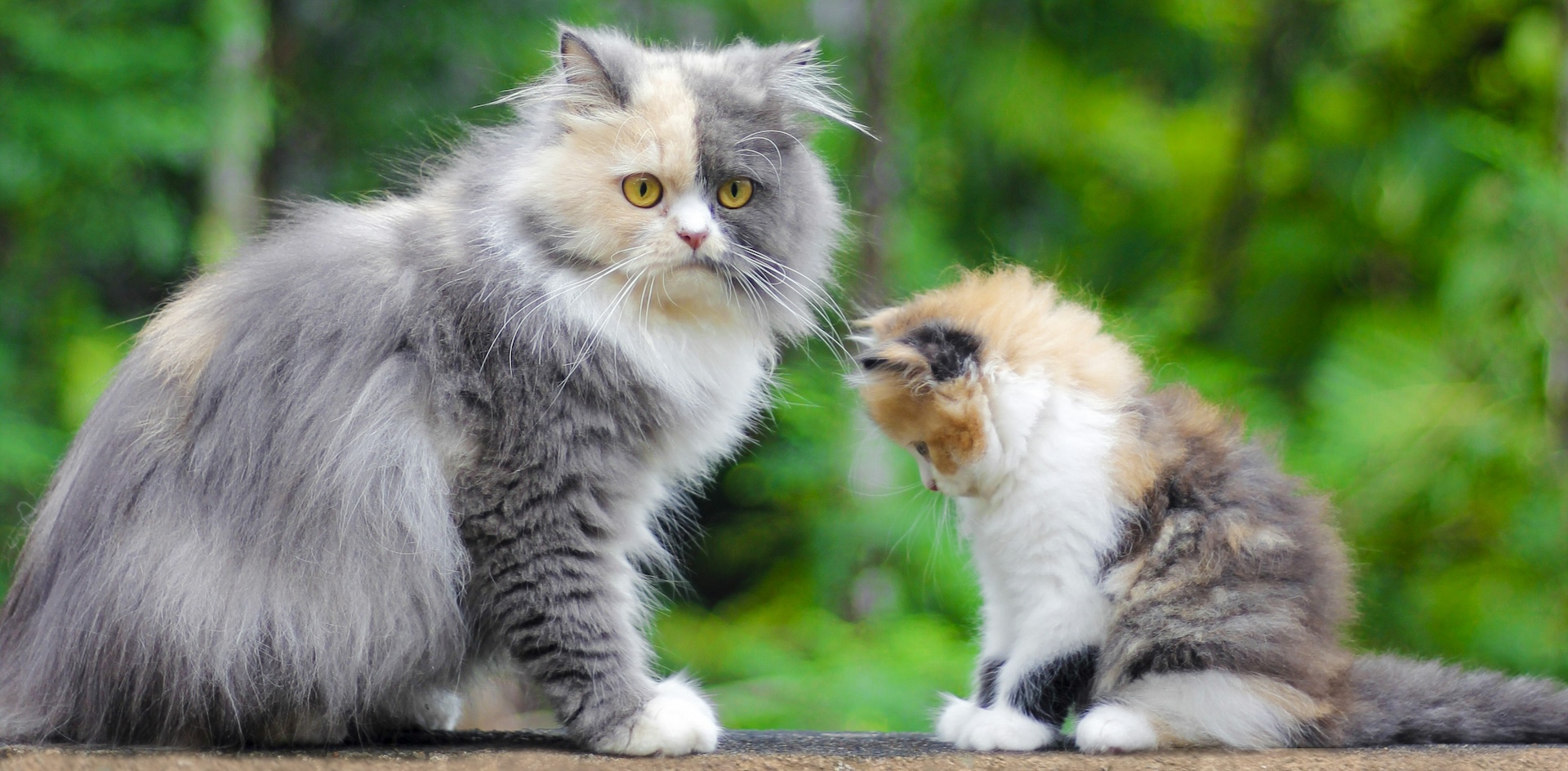 Alles wat je moet weten over katten die zwanger zijn | Petrebels