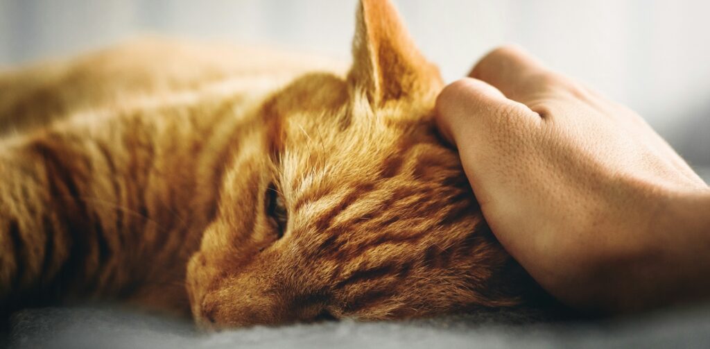 Kat met rode vacht wordt geaaid door een mens: Petrebels blog: katten, koorts en hun lichaamstemperatuur