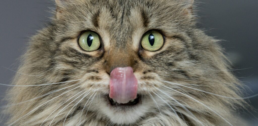 Cyperse raskat likt zijn mond af na eten of wassen – Petrebels blog: Wat mag een kat niet eten (en wat wel)?