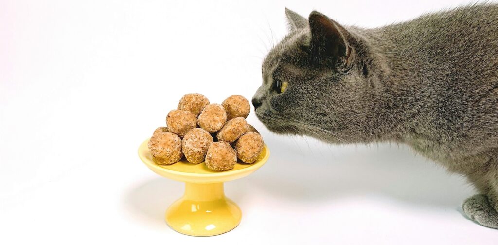 Grijze raskat ruikt aan schaaltje met eten – Petrebels blog: wat mag een kat niet eten (en wat wel)?