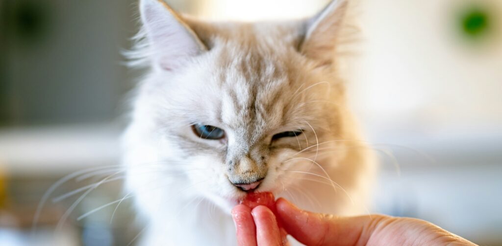 Witte raskat ruikt aaneen stukje zalm – Petrebels blog: wat mag een kat niet eten (en wat wel)?