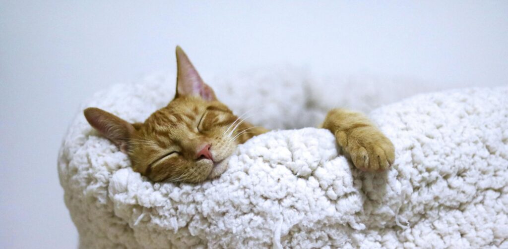 Rode kat ligt in een zachte witte mand te slapen: katten, koorts en hun lichaamstemperatuur