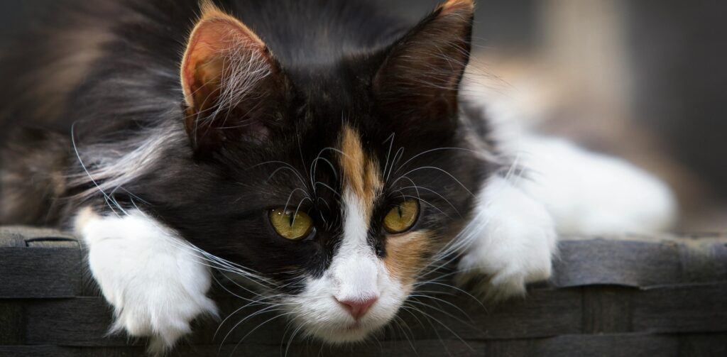 Zwart met witte kat en witte poten kijkt ergens naar: Petrebels blog: katten, koorts en hun lichaamstemperatuur