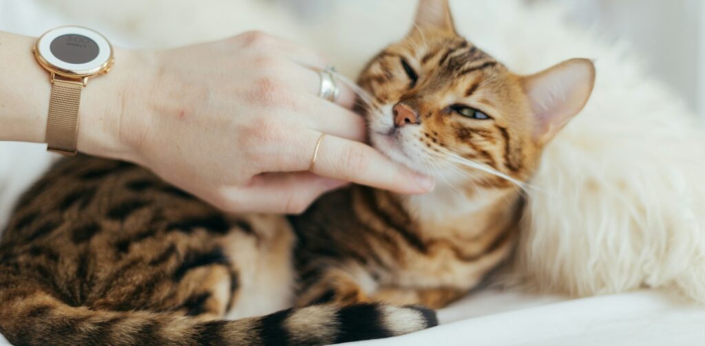 Cyperse poes ligt op een zacht kleedje en wordt geaaid door een mens met een horloge om. Petrebels blog – Katten, zwangerschap en kittens: alles wat je moet weten.