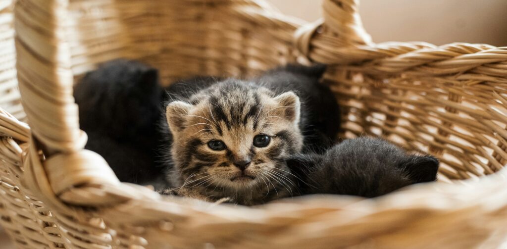 Zwarte en cyperse kittens liggen in een rieten mand. Petrebels blog – Katten, zwangerschap en kittens: alles wat je moet weten.