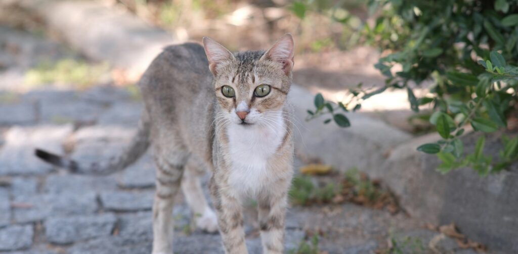 kat met groene ogen kijkt in camera