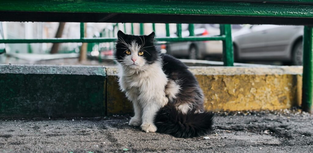 kat onder een bankje