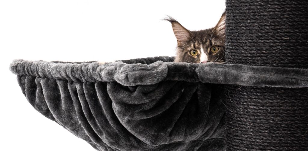 kat in petrebels hangmat