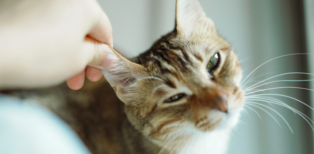 Cyperse kat wordt geaaid over zijn oor door een mens – Petrebels blog: hoe zorg je goed voor een kat?