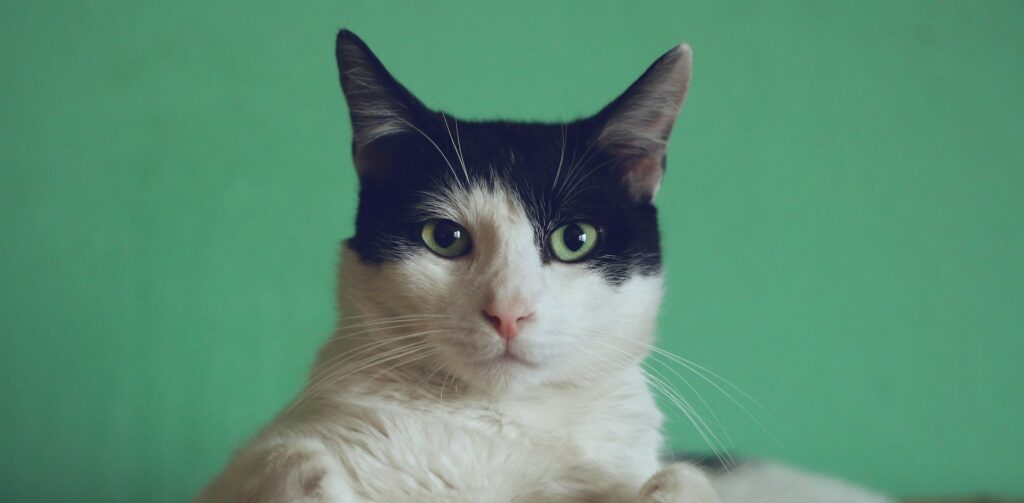 zwart met witte kat met groene ogen kijkt in de camera – Petrebels: hoe een kat denkt en voelt