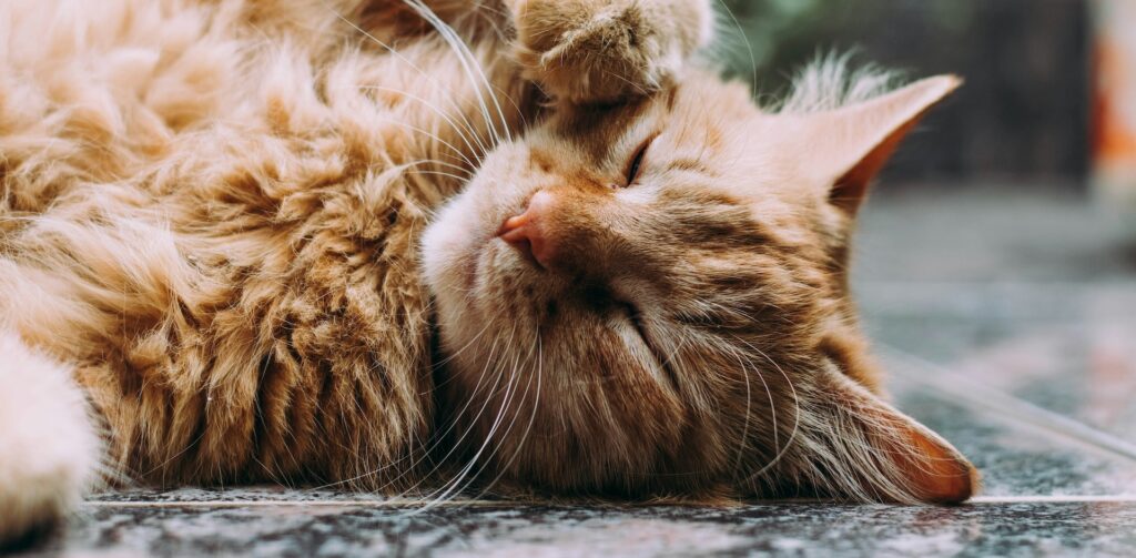 rode kat ligt ontspannen op de grond en lijkt tevreden – Petrebels: hoe een kat denkt en voelt