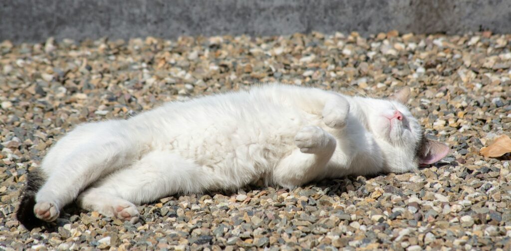 witte kat ligt ontspannen op de grond te zonnebaden – Petrebels: hoe een kat denkt en voelt
