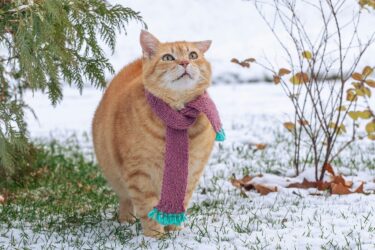 Kunnen katten tegen kou: 7 tips over winterverzorging