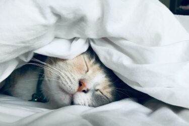 kanker bij katten