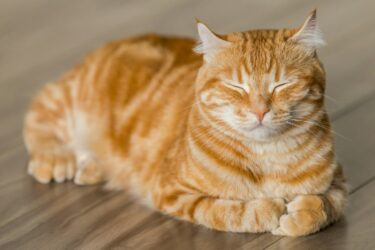 Wat katten denken en voelen