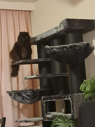 zwarte kat op petrebels pepper krabpaal