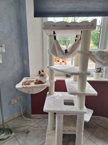 kat in hangmat in ramses 158 cream petrebels andere hoek
