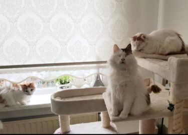 drie katten aan het spelen in petrebels cream krabpaal
