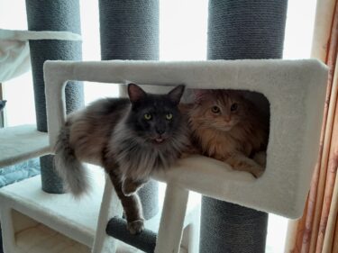 twee katten in een siberian 200 off white petrebels