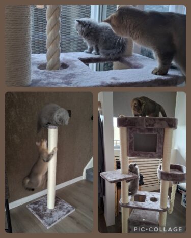 pic-collage meerdere katten in krabpalen van petrebels