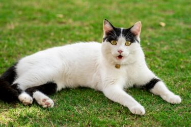 kat ligt buiten in het gras
