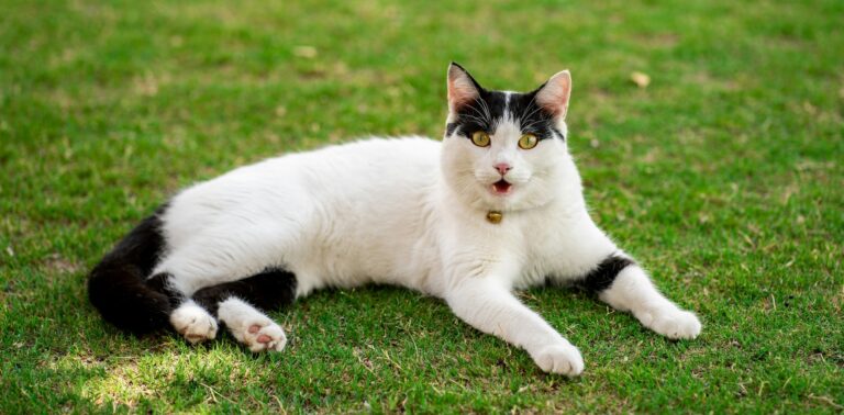 Wit met zwarte kat ligt op gras en miauwt