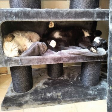 twee katten spelen in petrebels pepper krabpaal