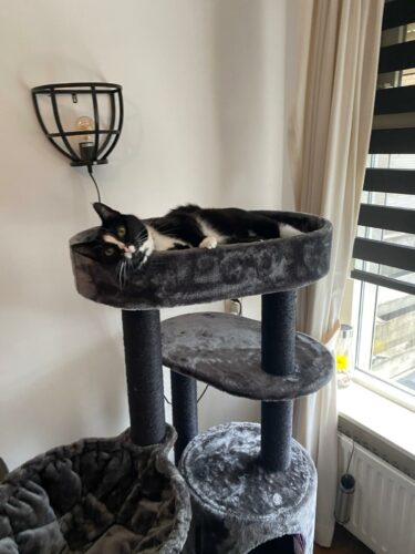 kat op charlotte 134 pepper petrebels