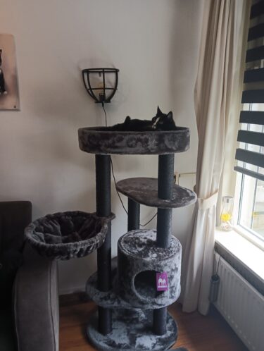 kat op charlotte 134 pepper petrebels andere hoek