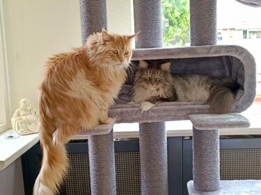 twee katten in een petrebels krabpaal route 180