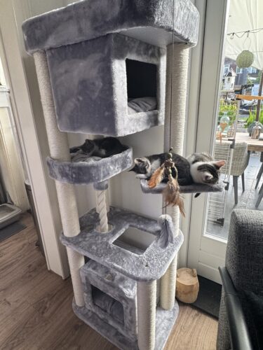 drie katten in een grijze villa 150 grey