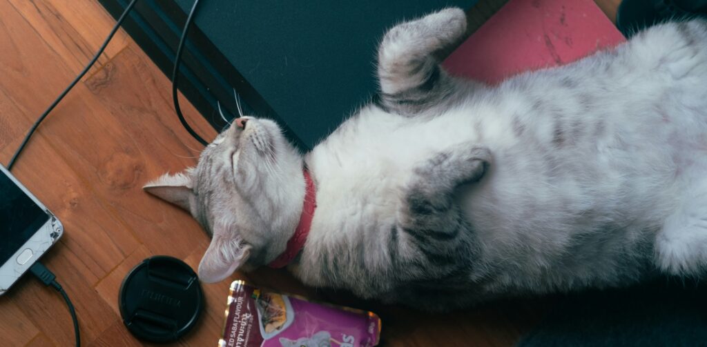 Grijze kat met rood halsbandje slaapt op een bureau
