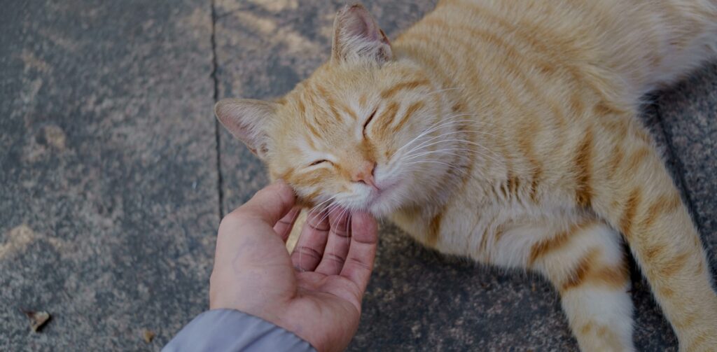 Oranje cyperse kat wordt geaaid door een mensenhand