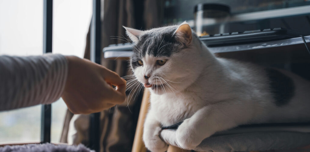 Zwart witte kat kijkt naar de hand van een persoon