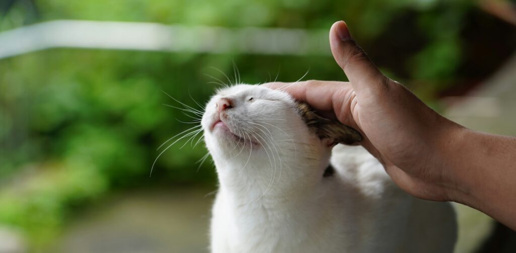 Witte kat wordt geaaid door een persoon