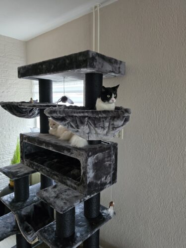 twee katten in een lookout 198 krabpaal petrebels